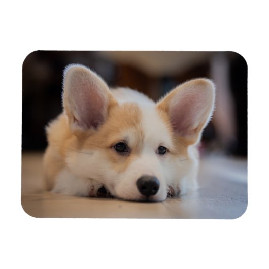 Cutest Baby Animals | Sleepy Corgi Puppy マグネット (横)