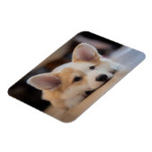 Cutest Baby Animals | Sleepy Corgi Puppy マグネット (左側)