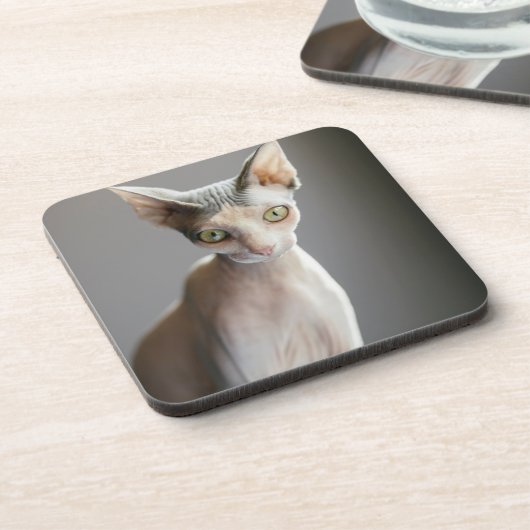 Cutest Baby Animals | Sphinx Cat コースター (左側)