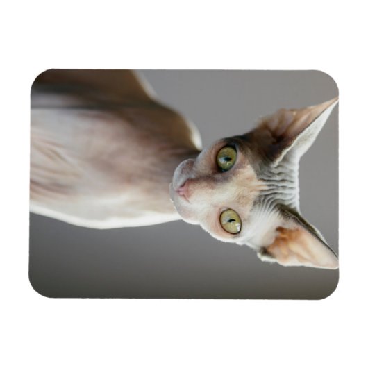 Cutest Baby Animals | Sphinx Cat マグネット (横)