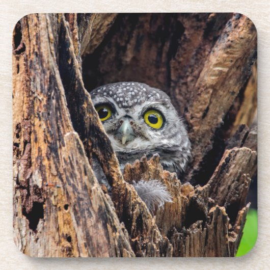 Cutest Baby Animals | Spotted Owlet コースター (正面)