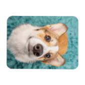 Cutest Baby Animals | Sweet Corgi Puppy Face マグネット (横)