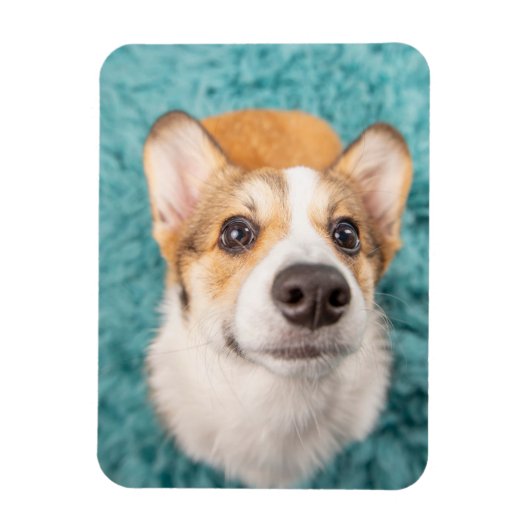 Cutest Baby Animals | Sweet Corgi Puppy Face マグネット (縦)