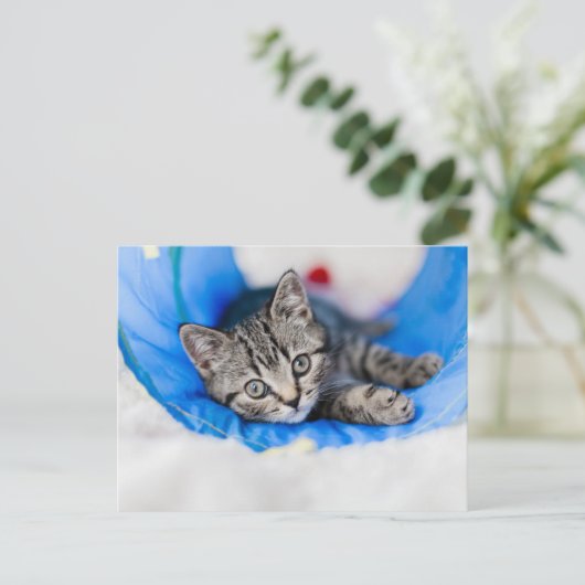 Cutest Baby Animals | Tabby Kitten in Play Tunnel ポストカード (スタンド正面)