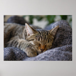 Cutest Baby Animals Tabby Kitten Sleeping ポスター