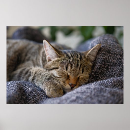 Cutest Baby Animals | Tabby Kitten Sleeping ポスター (正面)