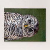 Cutest Baby Animals | Tawny Owl ジグソーパズル (横)