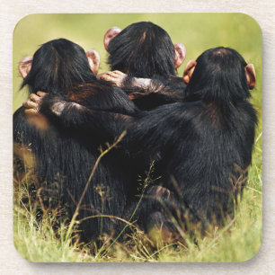 Cutest Baby Animals   Three Chimpanzees Hugging コースター