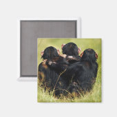 Cutest Baby Animals | Three Chimpanzees Hugging マグネット (正面/裏面)