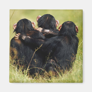 Cutest Baby Animals   Three Chimpanzees Hugging マグネット