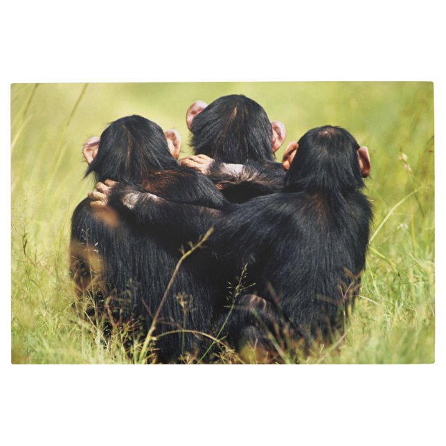 Cutest Baby Animals | Three Chimpanzees Hugging メタルプリント (正面)