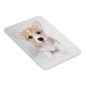 Cutest Baby Animals | Tiny Corgi マグネット (右側)