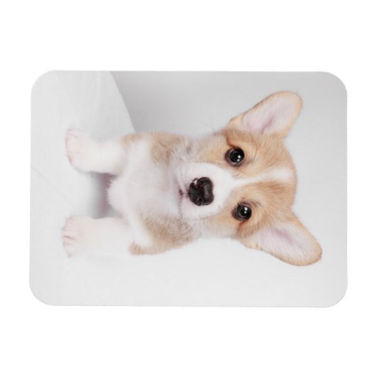 Cutest Baby Animals | Tiny Corgi マグネット (横)