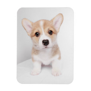 Cutest Baby Animals Tiny Corgi マグネット