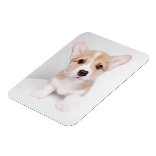 Cutest Baby Animals | Tiny Corgi マグネット (左側)