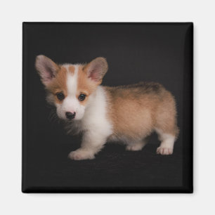 Cutest Baby Animals Tiny Corgi マグネット