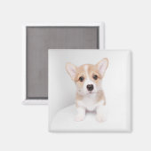 Cutest Baby Animals | Tiny Corgi マグネット (正面/裏面)