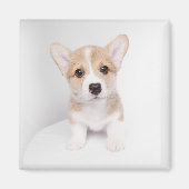 Cutest Baby Animals | Tiny Corgi マグネット (正面)
