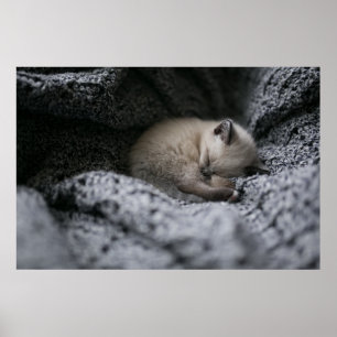 Cutest Baby Animals Tiny Kitten Sleeping ポスター