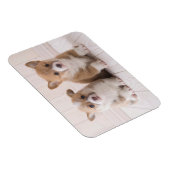 Cutest Baby Animals | Two Baby Corgis Sitting マグネット (右側)