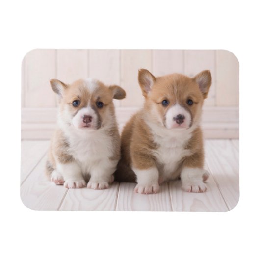 Cutest Baby Animals | Two Baby Corgis Sitting マグネット (横)