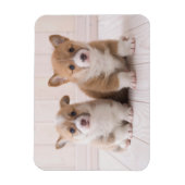 Cutest Baby Animals | Two Baby Corgis Sitting マグネット (縦)