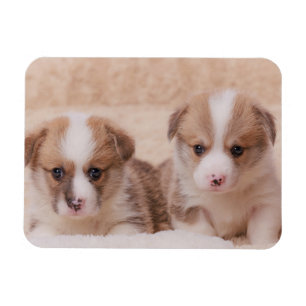 Cutest Baby Animals Two Corgi Puppies マグネット