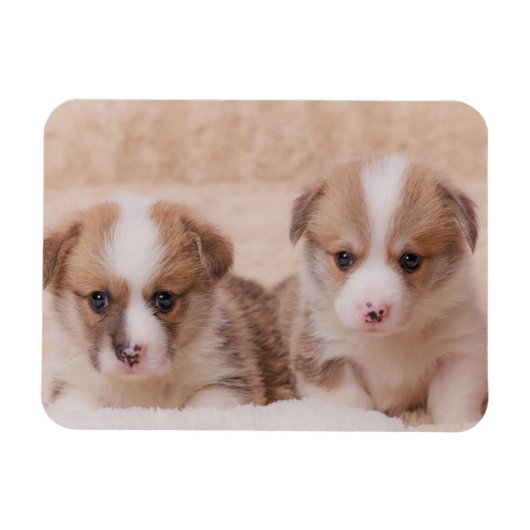 Cutest Baby Animals | Two Corgi Puppies マグネット (横)