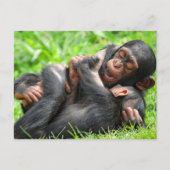 Cutest Baby Animals | Two Young Chimpanzees ポストカード (正面)