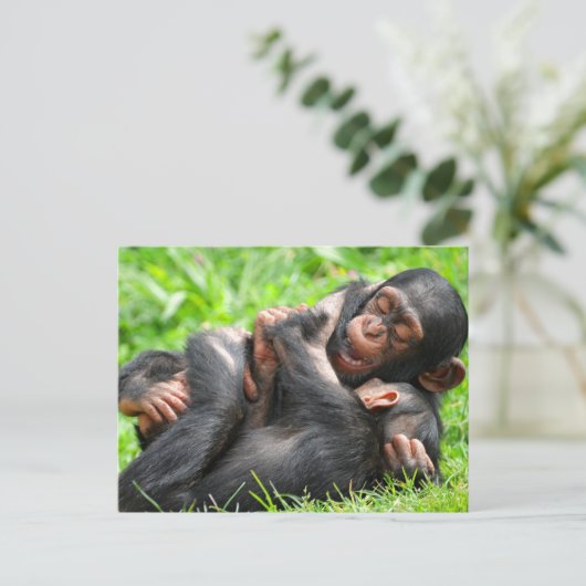 Cutest Baby Animals | Two Young Chimpanzees ポストカード (スタンド正面)