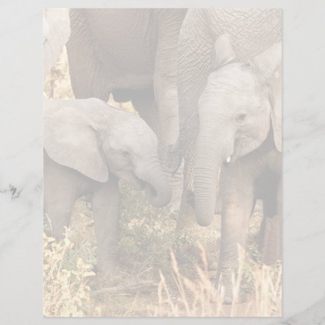 Cutest Baby Animals | Two Young Elephants (正面)