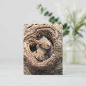 Cutest Baby Animals | Two Young Squirrels ポストカード (スタンド正面)