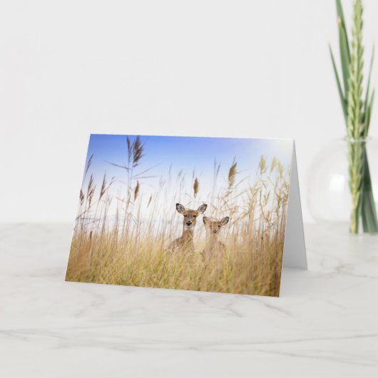 Cutest Baby Animals | Two Young White Tailed Deer カード (正面)