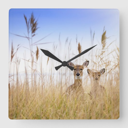 Cutest Baby Animals | Two Young White Tailed Deer スクエア壁時計 (正面)