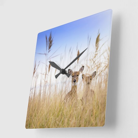 Cutest Baby Animals | Two Young White Tailed Deer スクエア壁時計 (傾斜)