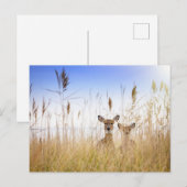 Cutest Baby Animals | Two Young White Tailed Deer ポストカード (正面/裏面)