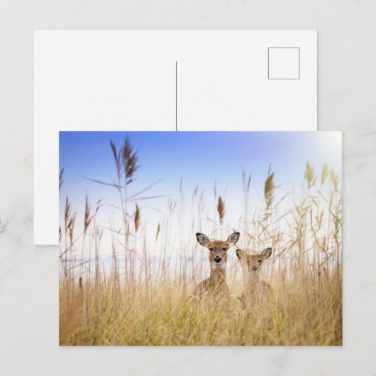 Cutest Baby Animals | Two Young White Tailed Deer ポストカード (正面/裏面)