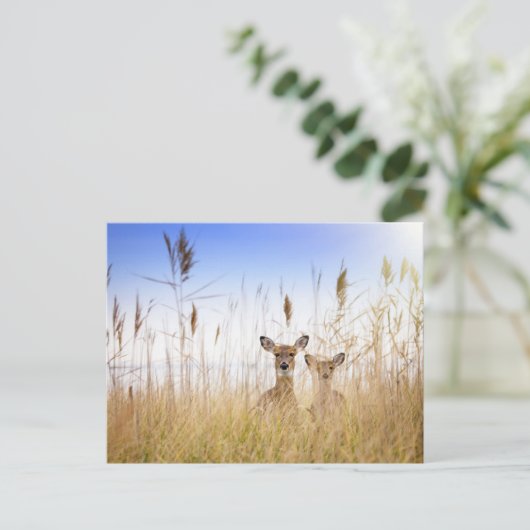 Cutest Baby Animals | Two Young White Tailed Deer ポストカード (スタンド正面)