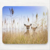 Cutest Baby Animals | Two Young White Tailed Deer マウスパッド (正面)
