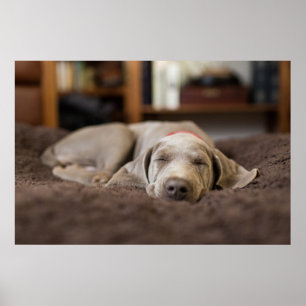 Cutest Baby Animals Weimaraner Puppy Sleeping ポスター