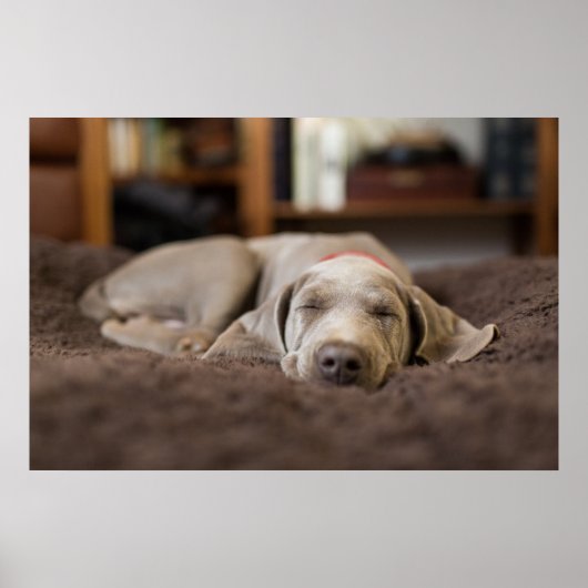 Cutest Baby Animals | Weimaraner Puppy Sleeping ポスター (正面)