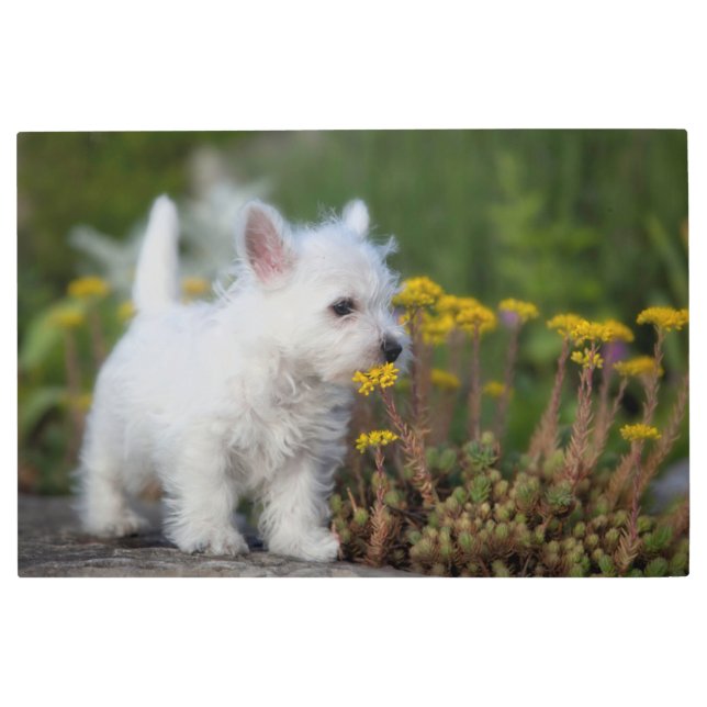 Cutest Baby Animals | West Highland White Terrier メタルプリント (正面)