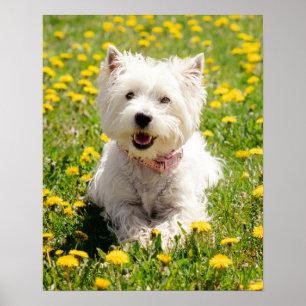 Cutest Baby Animals   Westie Dog in Dandelions ポスター