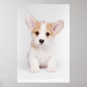 Cutest Baby Animals White Corgi Puppy ポスター