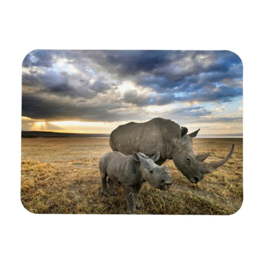 Cutest Baby Animals | White Rhino & Calf マグネット (横)