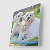 Cutest Baby Animals | Yellow Labrador Retrievers スクエア壁時計 (傾斜)
