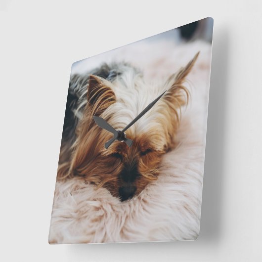 Cutest Baby Animals | Yorkshire Terrier スクエア壁時計 (傾斜)