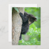 Cutest Baby Animals | Young Black Bear Cub ポストカード (正面/裏面)