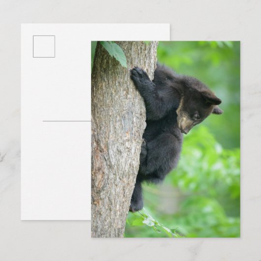 Cutest Baby Animals | Young Black Bear Cub ポストカード (正面/裏面)