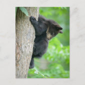 Cutest Baby Animals | Young Black Bear Cub ポストカード (正面)